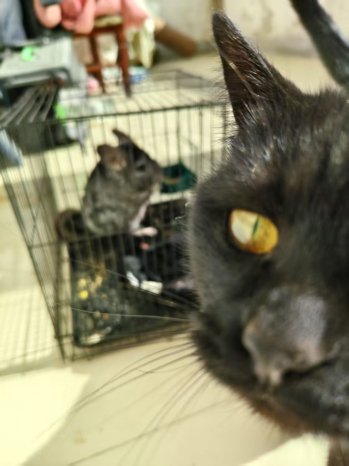 可爱的龙猫